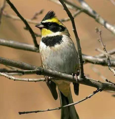 工“其”所好|守护生命之美 共建和谐家园|工农新村社区开展保护野生鸟类行动