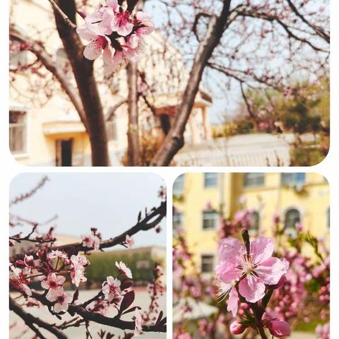 春暖心间，花开校园——杨营镇京九小学校园春色