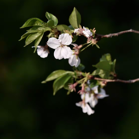 《日本早樱》....暗里流香似透明，垂首弄影雨廉纤，素衣浴罢随风舞，半点红尘不许沾