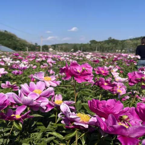 兴隆：芍药花海与蓝莓采摘的夏日盛宴