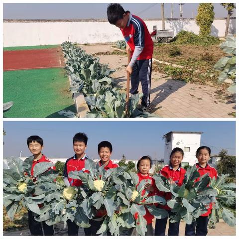 感受劳动之美    共享收获之乐——大坞中学学生劳动实践教育篇之二