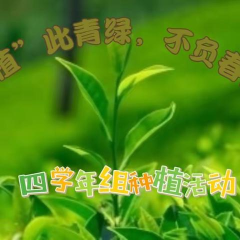 【实小劳动】五常市实验小学校“植”此青绿  不负春光——四学年种植活动纪实