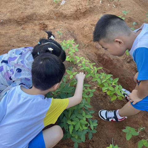 大一班秋季种植活动——黄豆苗的根