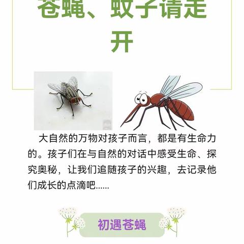 小昆虫大世界（六）  《苍蝇蚊子请走开》班本课程