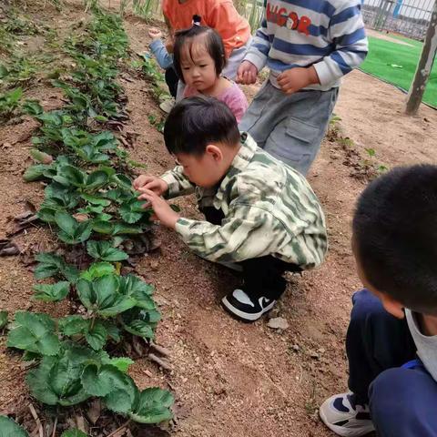 涝坡镇第二幼儿园秋分主题活动