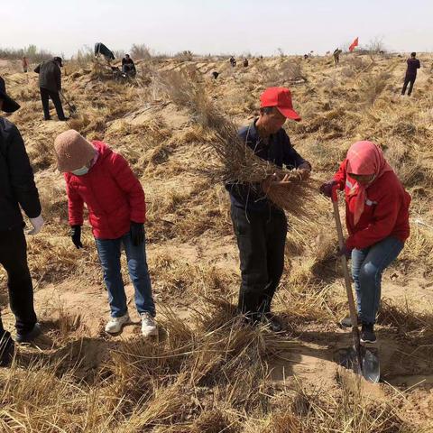 【科技特派员在行动】林业技术推广站科技特派员植树增绿美化家乡