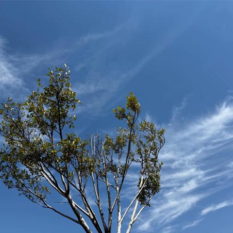 《拥抱春天🌳种下一棵小树》