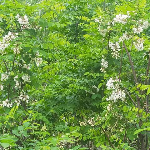 又是一年槐花香