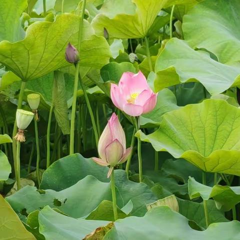 【清廉学校建设·德育活动】快乐暑假      种植一夏——来集镇岳岗小学暑假学生种植活动