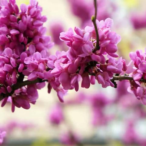 🌼童心飞扬，筑梦远航——新密市超化实验学校合唱比赛🌼