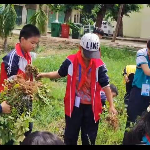 田园研学:花生地里我来说