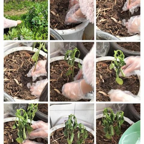 乾明路小学143班陈诗怡劳动体检《种瓜得瓜，种豆得豆》