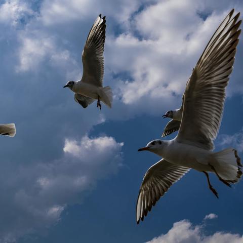 踏花北归第三季（一）  昆明滇池、毕节百里杜鹃、遵义、茅台镇