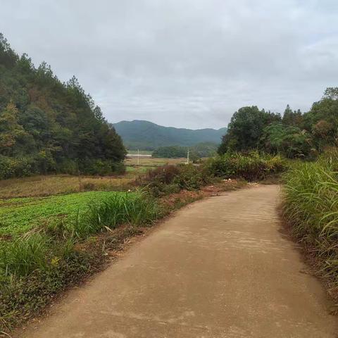 探索自然 叶中寻趣—植物书签制作