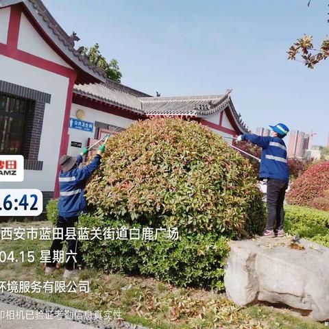 金沙田绿化队工作周报