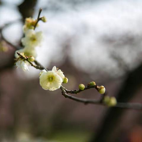 梅花山赏梅