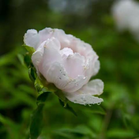 雨后文苑牡丹更娇艳