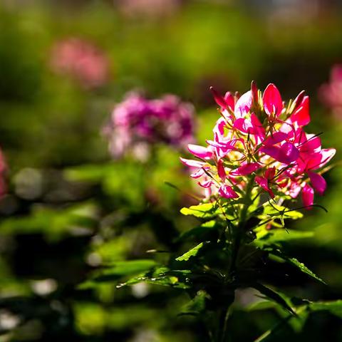 九  月  菊 2024.10.31.摄于扬州瘦西湖