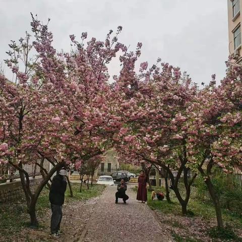 般阳一隅樱花路  宛如油画落小区-----般阳诗苑赏樱花记