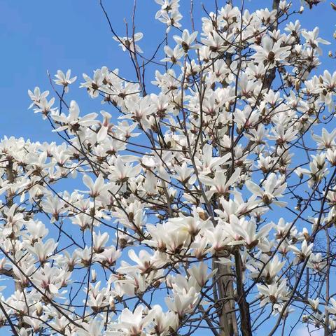 中山街小学第十三届“臻美风采杯”全员赛教 ﻿三年级语文组活动报道