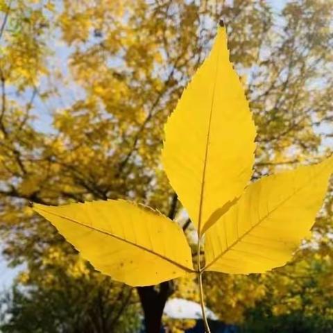 忠信镇幼儿园大班10月主题《乐在秋天》