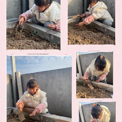我的种植日记——育才小学二（1）班劳动成果展示