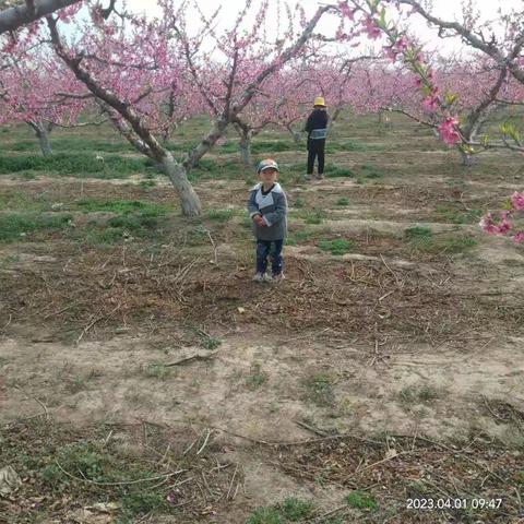 清明踏青——天宫营乡王下幼儿园