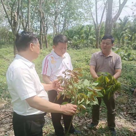 海胶集团黄廉宏及海胶基地部黄飞一行到中建分公司指导“两病”防治工作