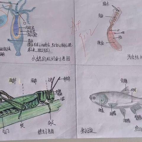 80班生物特色作业之动物类群