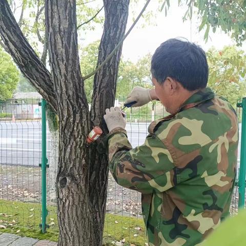 柳城畲族镇给柳树打针，探索解决柳絮危害呼吸道病人问题