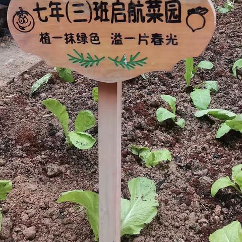 M1七年3⃣️班启航菜园🌱🥬🥒“植一抹绿色🌿溢一片春光”🌻实践活动