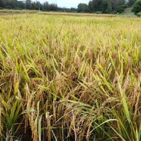 学农实践促成长——新联村小学劳动教育活动纪实