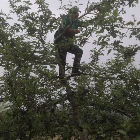 万花山镇夏季果树管理