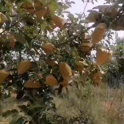 万花山镇夏季果树管理