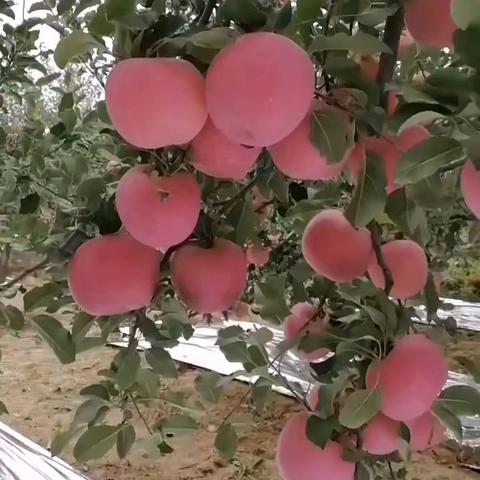 红彤彤的苹果🍎