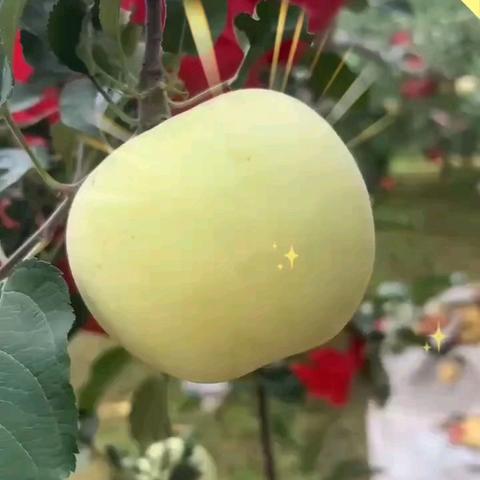 早熟品种脱袋中