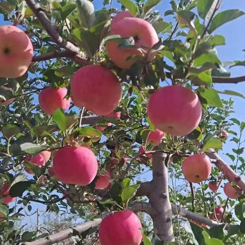 延安苹果熟了 正宗延安弘前富士🍎 嘎嘣脆🍎不催熟，不打腊， 今天在树上，🍎 明天在路上，🍎 后天就在舌尖上 欢迎骚扰噢😯电话，13080948188