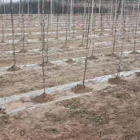 万花山镇艾园则村新家园果树管理