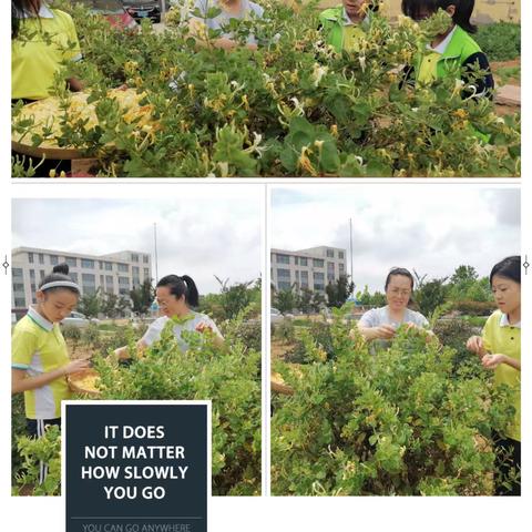 【全环境立德树人】金银花开香满校园