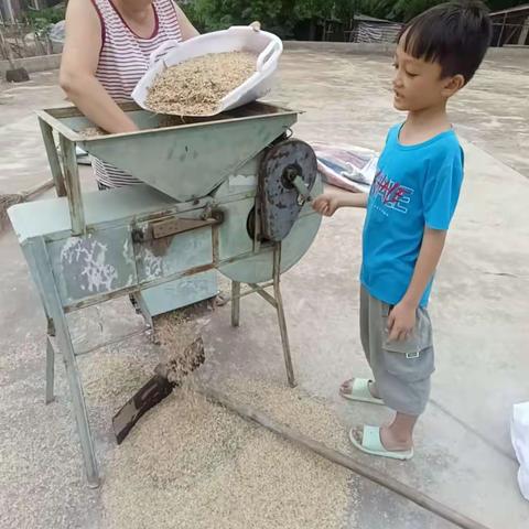 享丰收之美，行劳动之乐 -博白镇茂江村小学学农社会实践活动记