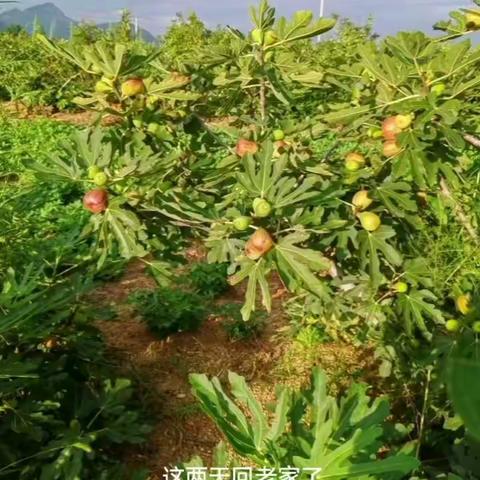 无花果的季节