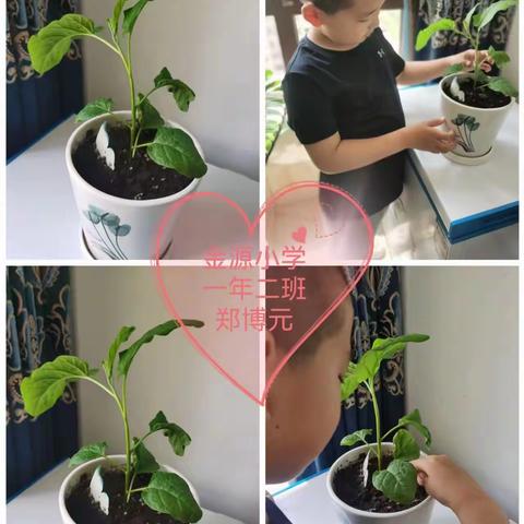 【金源劳动】品耕耘之艰辛，享种植之快乐——远程种植之养护篇