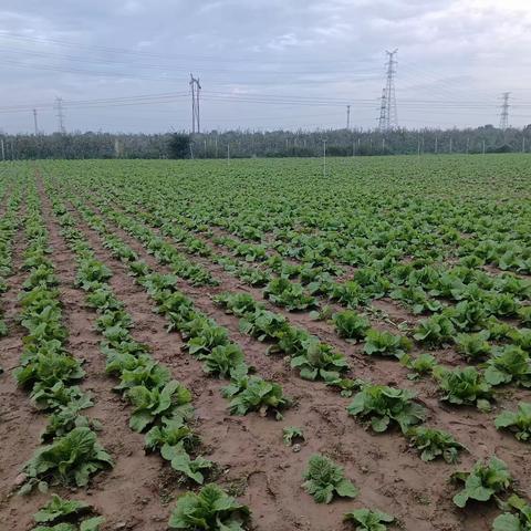 秋收好时节，共绘好“丰”景