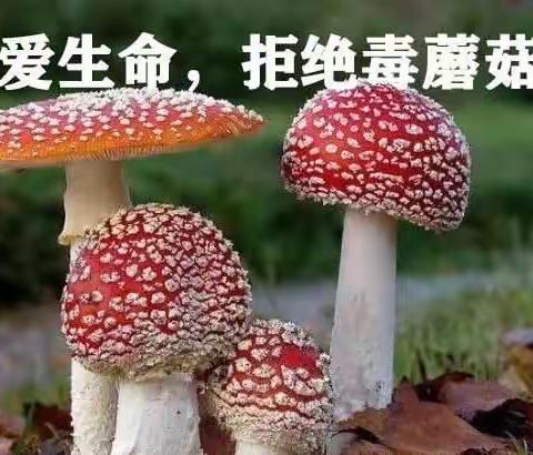 小班6月预防野生菌宣传