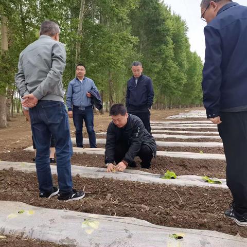 福建中烟赴肇州产区调研