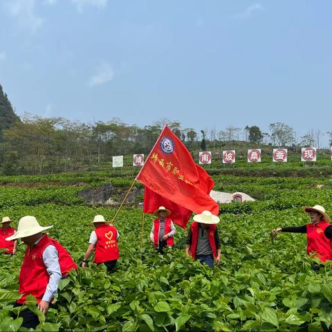 助力春耕     “党”然有你”——靖西市职业技术学校开展“下沉一线助春耕”主题党日活动