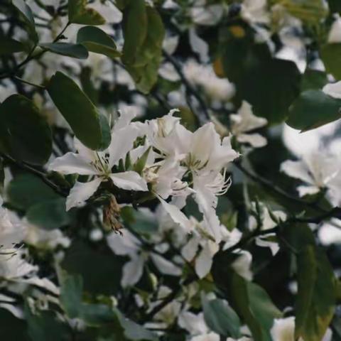 “白花树”大揭秘