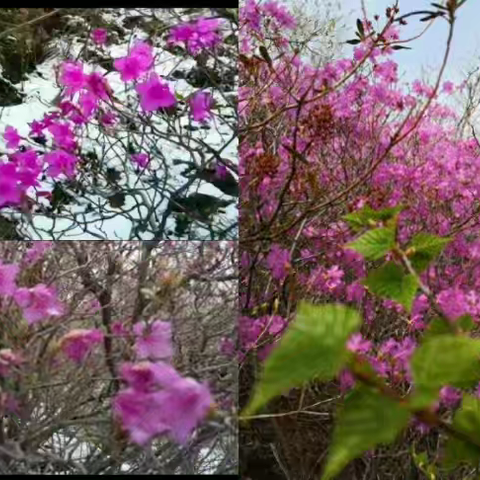 与映山红共舞的人 ——致白音诺尔铅锌矿的建设者