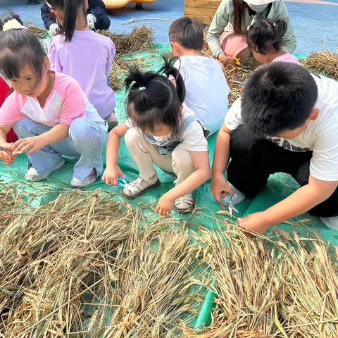 农高区实验幼儿园中一班二十四节气之芒种