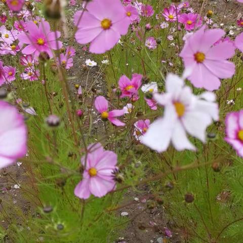 五小后花园“迎双节”        孩子们的劳动基地的大放光彩